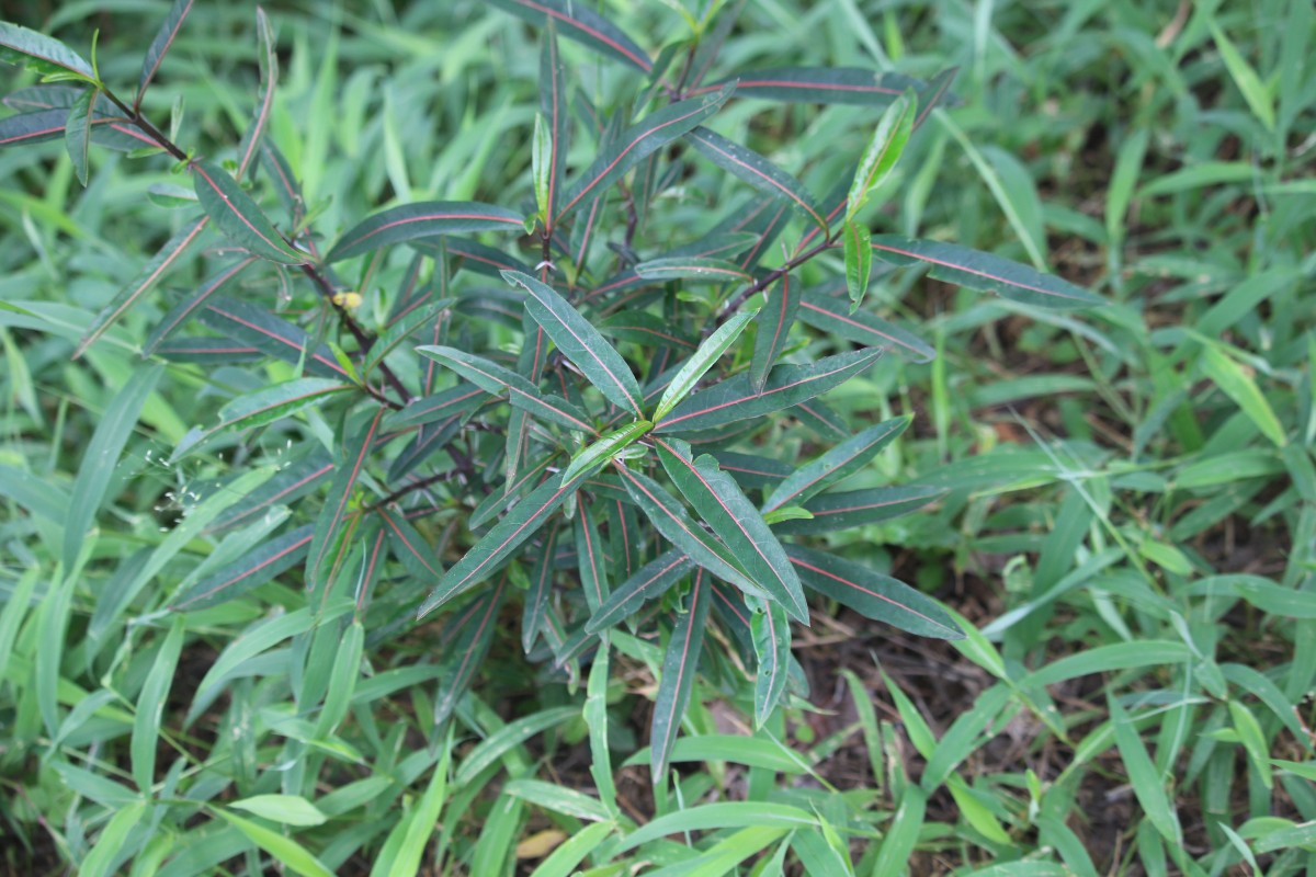 Barleria lupulina Lindl.